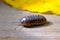 Pill Bug Armadillidiidae