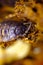 Pill Bug Armadillidiidae