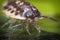 Pill Bug Armadillidiidae