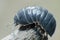 Pill Bug Armadillidium vulgare crawl on branch grey background side view