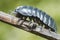 Pill Bug Armadillidium vulgare crawl on moss green background front view