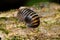 Pill millipede