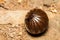 Pill millipede in ball shape on ground