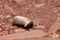 Pill Millipede on brown mud, Oniscomorpha, Ganeshgudi