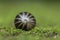 Pill Millipede  seen  in Amboli,Maharashtra,India