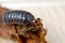 Pill or Sow Bug