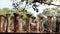 Pillar historic buddhism temple bodhi tree