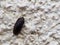 Pillbug climbing wall - Armadillidium