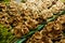 Pilles of Fresh mushrooms on market stall for sale in Chiang Mai local market, Thailand,