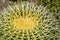 Pillow cactus plant thorns closeup