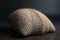 Pillow made from sea urchin texture. Generative AI
