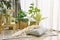 Pillow and soft blanket in relaxing space, Comfort living room with warm and cozy natural light, Artificial plant