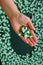 Pills frame.Homeopathic herbal green capsules on green background. Medicine and homeopathy .Hand with green capsules on