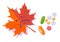 Pills and red sad leaf. Seasonal depression and Antidepressants. Autumn cold and flu. Flat vector illustration on white
