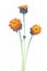 Pilosella aurantiaca or Orange Hawkweed Flower