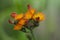 Pilosella aurantiaca orange Hawkweed wild flowering plant, summer fox-and-cubs flowers on tall stem in bloom