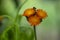 Pilosella aurantiaca orange Hawkweed wild flowering plant, summer fox-and-cubs flowers on tall stem in bloom
