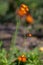 Pilosella aurantiaca wild flowering plant, orange flowers in bloom