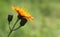 Pilosella aurantica, Orange Hawkweed