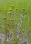 Pilosella floribunda synonym Hieracium floribundum, also known as pale hawkweed, smoothish hawkweed, yellow hawkweed