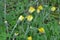 Pilosella officinarum grows in the wild