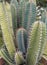Pilosocereus is a genus of cactus native to the Neotropics with two colors