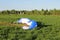 pilot newcomer paraglider is trained on the ground to lift up and hold the blue-white paraplane.