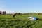 pilot newcomer paraglider is trained on the ground to lift up and hold the blue-white paraplane.