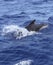 Pilot whale free in open sea blue mediterranean