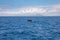 pilot whale jumping in Atlantic Ocean in front of Spanish coastline
