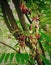 pilumbi, fruit bud image , plants beauty , nature image