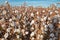 Pima Cotton Field