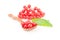 Pimbina berries isolated on a white background cutout