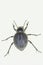 Pimelia baetica, is a species of beetle of the Tenebrionidae family