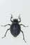 Pimelia baetica, is a species of beetle of the Tenebrionidae family