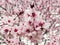 The pimk flowers of a cherry tree