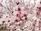 The pimk flowers of a cherry tree