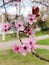 The pimk flowers of a cherry tree