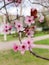 The pimk flowers of a cherry tree