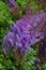 Pimk or purple flowers of astilbe in a garden, Astilbe chinensis