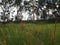 Pimpama Bush Land