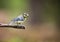 Pimpelmees, Blue Tit, Cyanistes caeruleu