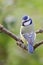 Pimpelmees, Blue Tit, Cyanistes caeruleus