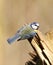 Pimpelmees, European Blue Tit, Cyanistes caeruleus