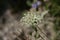 Pimpernel saxifrage pimpinella saxifraga