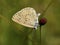 Pimpernelblauwtje, Scarce Large Blue, Phengaris teleius