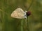 Pimpernelblauwtje, Scarce Large Blue, Phengaris teleius