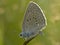 Pimpernelblauwtje, Scarce Large Blue, Phengaris teleius