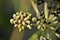 Pimpinella anisum seeds in backyard detail