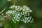 Pimpinella saxifraga flowers on green grass macro